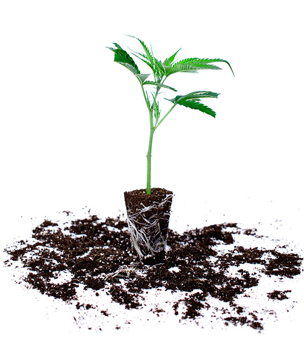 small cannabis plant